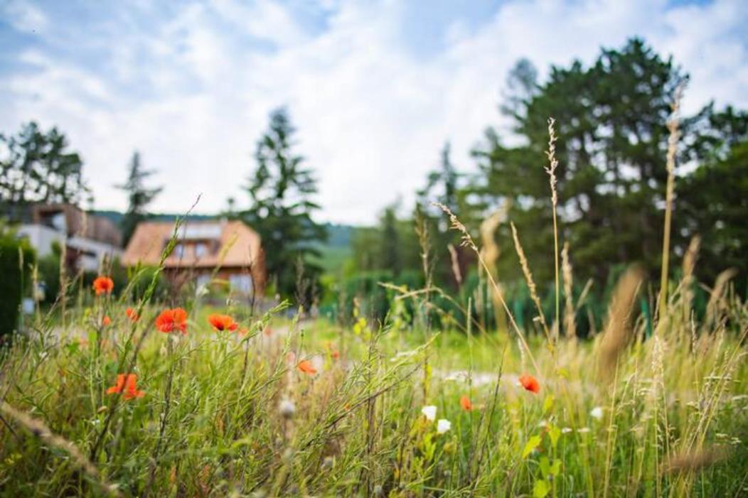 Le Holzberg Et Ses Suites Osenbach Екстериор снимка